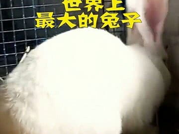 世界上有兔子吗,探寻兔子在世界各地的足迹