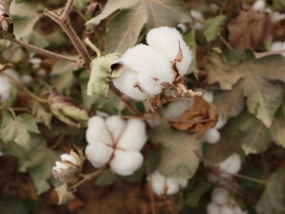 中国梦·大国工匠篇｜练文明：“种”出来的劳模工匠