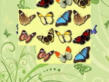 抓蝴蝶游戏的规律,揭秘抓蝴蝶游戏的趣味规律与技巧