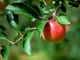 pingguo,揭秘苹果的全球影响力与魅力