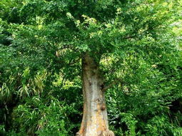 yushu,探索未知领域的科技先锋