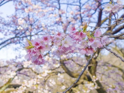 东京樱花,粉嫩绽放的春日画卷